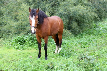 Domestic horses at a stable in Israel.