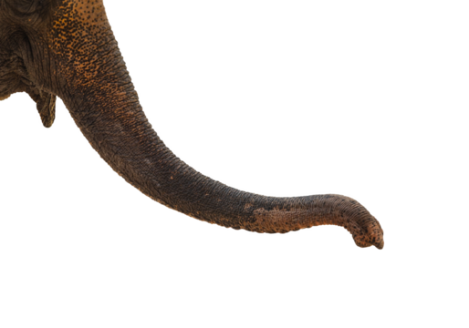 Elephants trunk isolated transparency background.