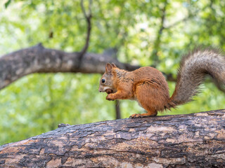 The squirrel with nut sits on tree in the autumn. Eurasian red squirrel, Sciurus vulgaris.