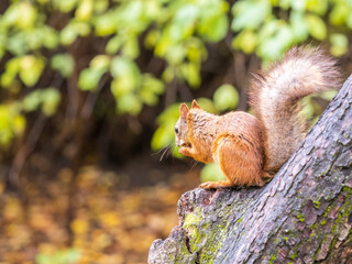 Obraz premium The squirrel with nut sits on tree in the autumn. Eurasian red squirrel, Sciurus vulgaris.