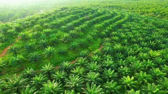 Aerial view from a drone flying over palm plantation, large mangroves in the background. Phang Nga Province, Southern Thailand. 4K
