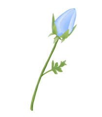 Blue flowers watercolor nemophila illustration.