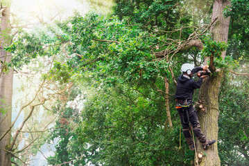 Obraz premium Arborist cutting down tree with petrol chainsaw
