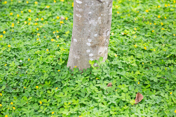 The base of the trees covered with green leaves filled the area, beautiful and refreshing.
