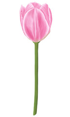 Pink flowers watercolor tulip illustration.
