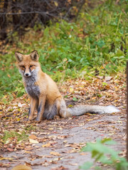Close up of a red fox Vulpes vulpes, sitting on a path in the forest.