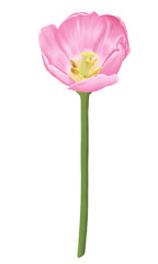 Pink flowers watercolor tulip illustration.