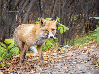 The red fox Vulpes vulpes walks along a path in the forest.