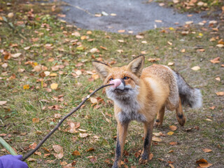 The red fox Vulpes vulpes walks along a path in the forest.