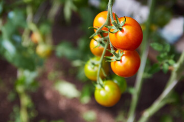 A branch of ripe tomatoes. Growing organic tomatoes in a home greenhouse. Healthy food. Close-up, selective focus. 