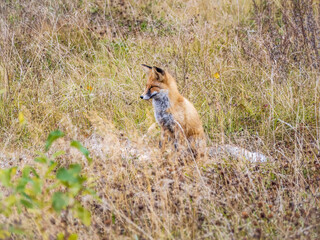 Close up of a red fox Vulpes vulpes, sitting on a path in the forest.