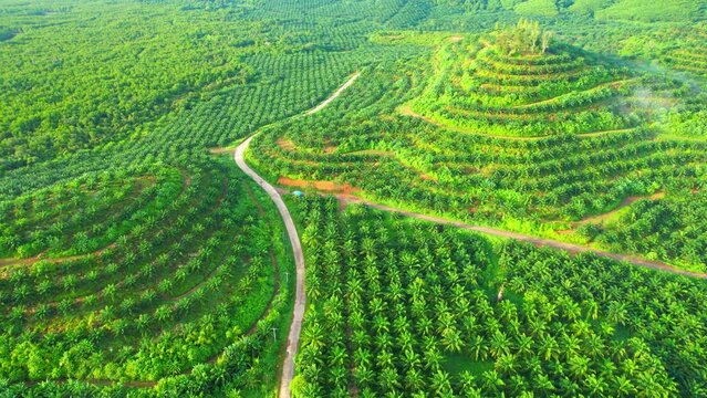 4K : Aerial view over the large palm oil plantation on the hill. Agricultural Industry in Phang Nga Province, Southern Thailand. Fresh green scenery

