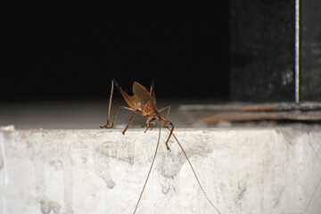 grasshoper on the wall