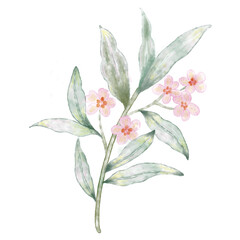 Pink flowers watercolor illustration.