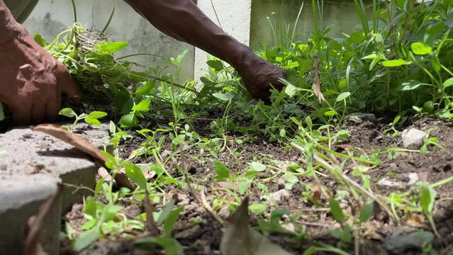 Male hand pulling out weeds grass, plucking green plants in a backyard on a sunny day 