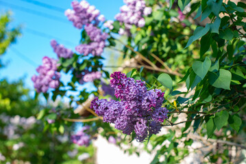 Obraz premium branch of lilac lilac blooms in spring