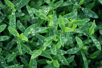 Grass with dew drops close-up