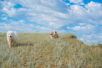 corgi with samoyed run across the steppe