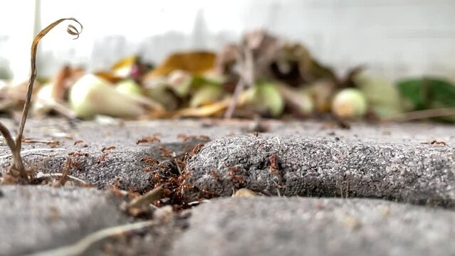 Dead worm being swarmed by ants. Close up red ants eating worm on tiles ground at front yard - day