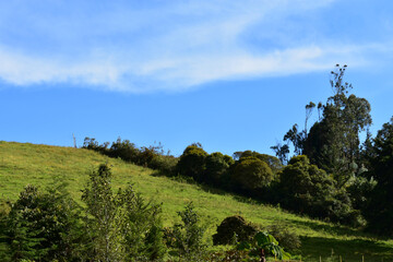 pine tree in the forest