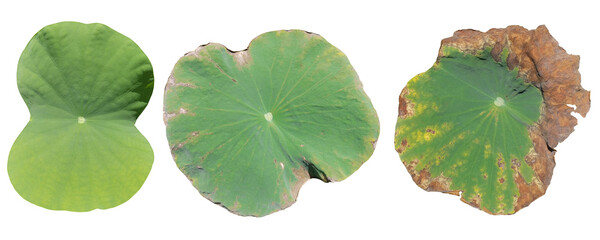 set of lotus leaves on a white background