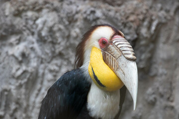 Close up Colorful Hornbill Bird, Plain Pouched Hornbill
