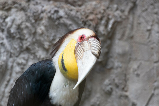 Close Up Colorful Hornbill Bird, Plain Pouched Hornbill