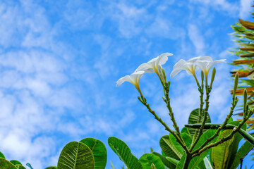 White plumeria flowers in the blue sky,frame, Place for text.
