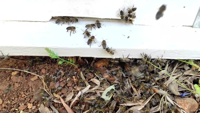 A Close-up shot shows a group of bees entering a bee house. Bee family at the entrance to the hive. Morocco