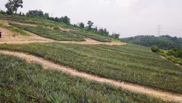 Drone shots of a pineapple plantation near Rawang in Malaysia, UHD