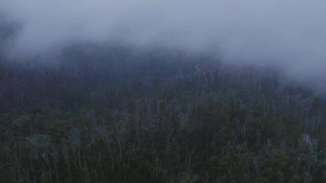 Aerial drone footage of a lush forest with fog