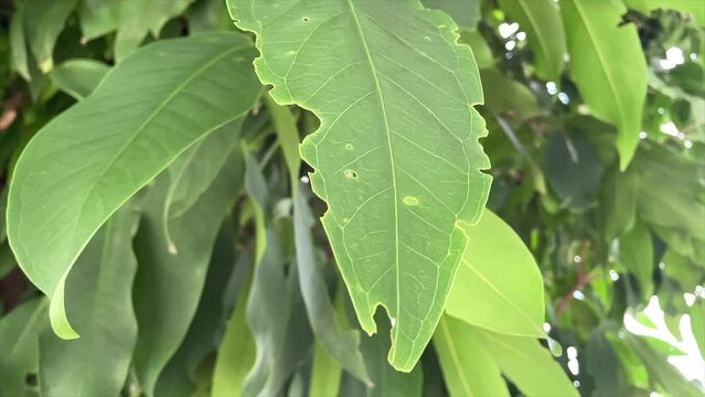 Organic tree leaf foliage moving slowly on tree in front yard garden on a sunny day