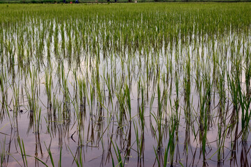 Rice crop planted in paddy field, Pakistan