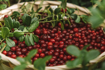 close-up of a wicker basket full of wild ripe lingonberries stands among lingonberry bushes in the forest. harvest of fresh seasonal organic berries. the concept of harvesting. selective focus.