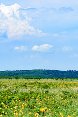 霧多布湿原のエゾカンゾウ
