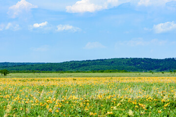 霧多布湿原のエゾカンゾウ
