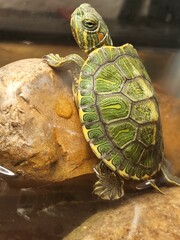 Baby Red Eared Slider Turtle