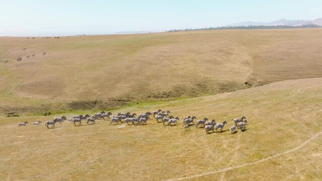 Aerial Drone Wild Zebras Herd Great Migration in African Savanna of Serengeti National Park in Tanzania, Africa. Cinematic drone flight above free wild animal running freely by dry land on hot day