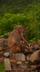 Fototapeta na wymiar monkey and its baby sitting together