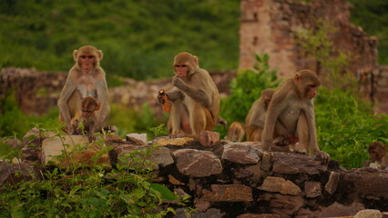 Many monkeys sitting in line on top of stones