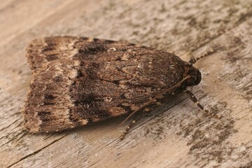 Dorsal closeup on the dark brown pyramidal green fruitworm owlet moth, Amphipyra pyramidea
