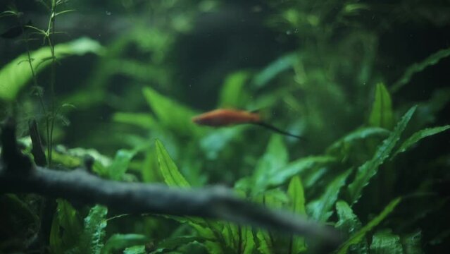 Wide shot of a small red swordtail swimming near some green water plants. Handheld camera with shallow depth of field.