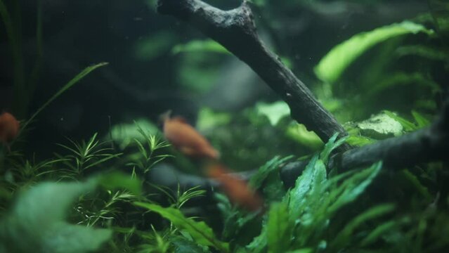 Two red swordtails near underwater plant in aquarium. Handheld camera with shallow depth of field.