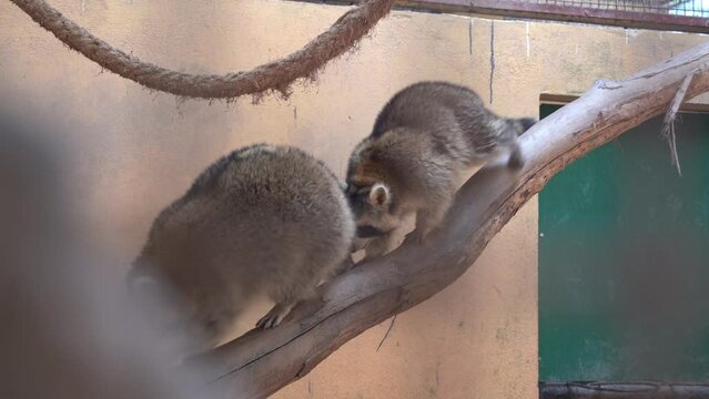 Fluffy raccoon, procyon lotor climbing down tree trunk, mother stopped in the middle while young one pushes her butt, rushing down at enclosed environment at langkawi wildlife park, Malaysia.