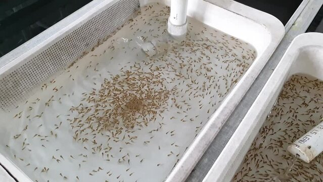 Aquaculture centre, recently hatched tiny tilapia fish fry in an incubator tank setup at a fish farming hatchery