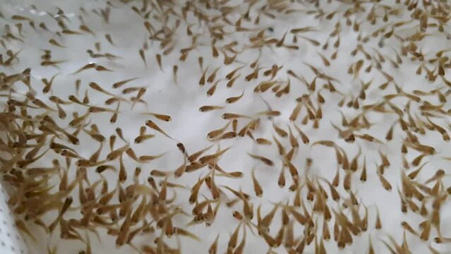 Cichlid tilapia fry fish swimming in an incubator tank setup at fish farm, extreme close up of tiny baby fishes