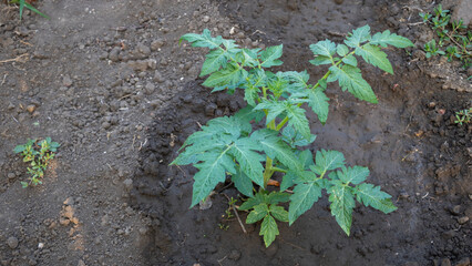 A lush tomato plant in the garden just recently watered close up