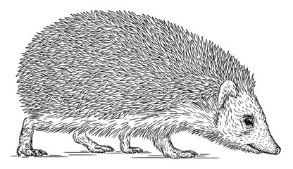 Vintage engrave isolated hedgehog set illustration cut ink sketch. Wild pet background line hedge art