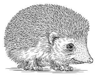 Vintage engrave isolated hedgehog set illustration cut ink sketch. Wild pet background line hedge art
