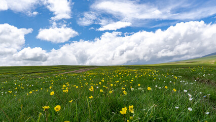 Yellow flowers on green mountain hills